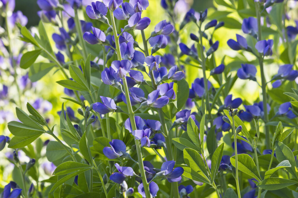Baptisia australis, wild indigo close up of blue flowers.