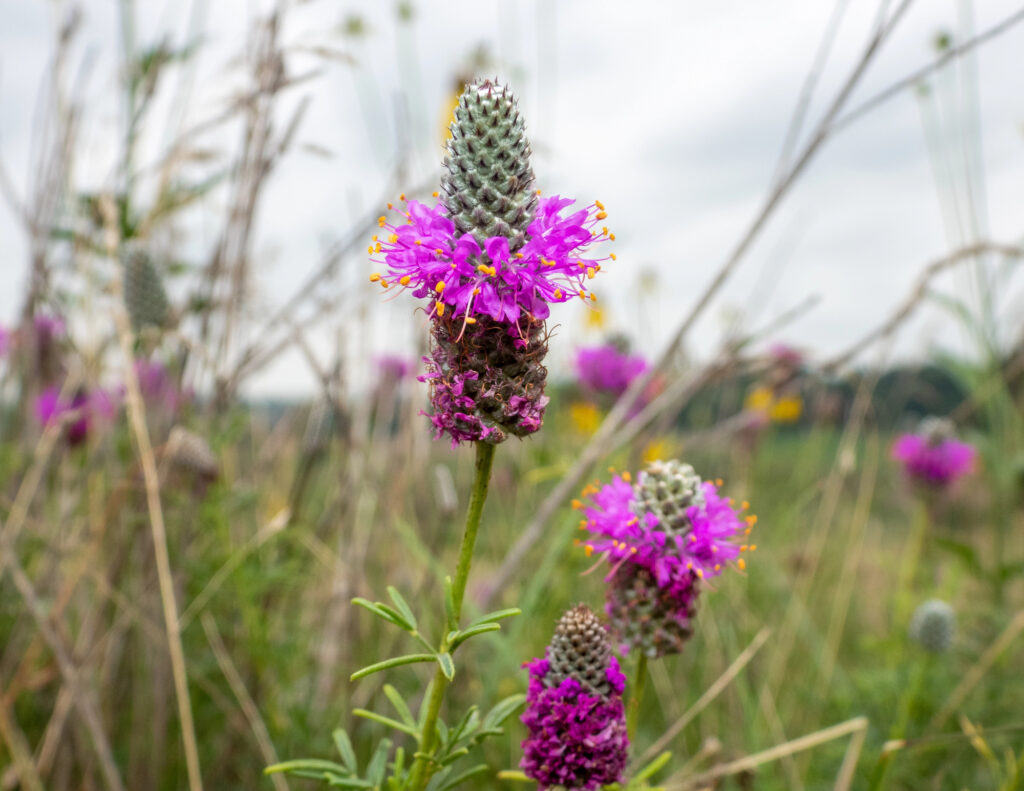 Prairie clover, Dalea spp. in a large field.
