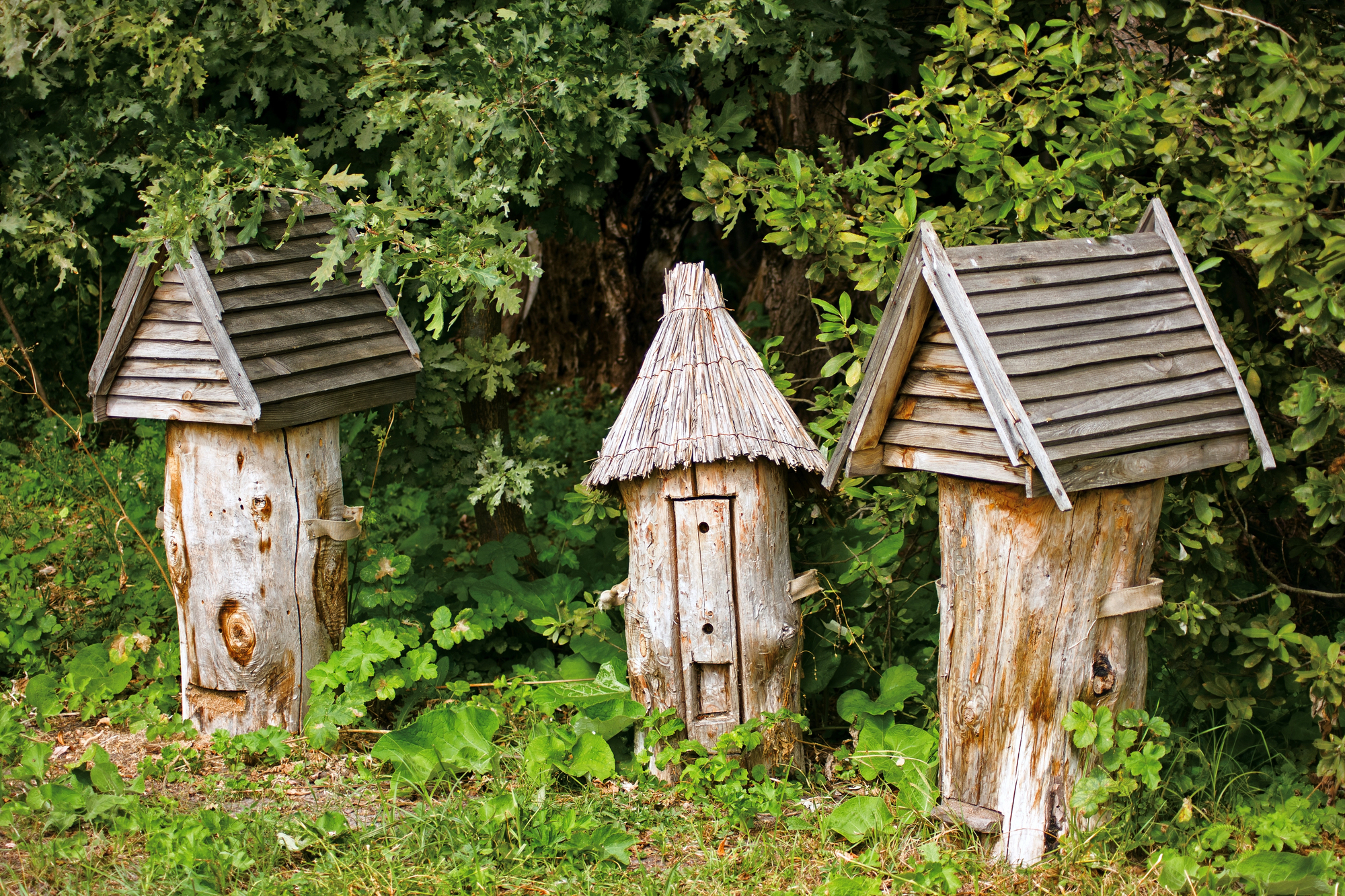 Old-fashioned wooden bee hives in a clearing near woods.