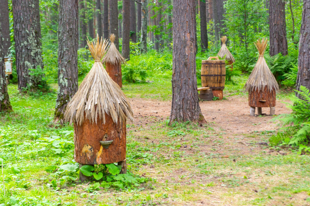 Straw-topped old-fashioned beehives.