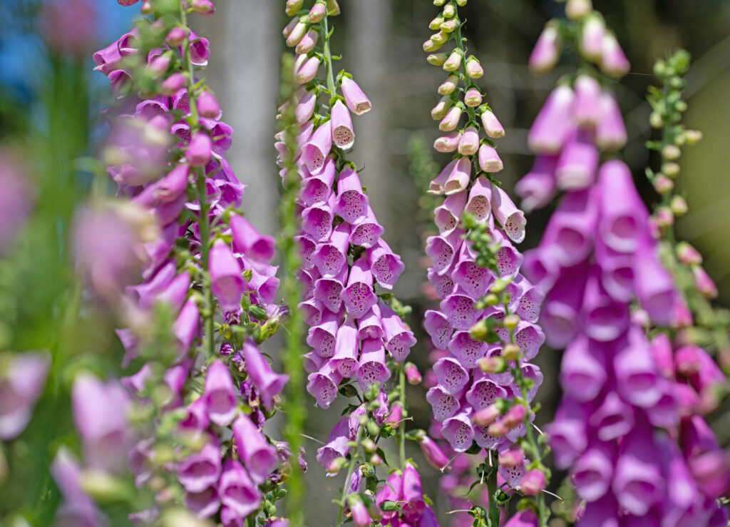 Purple Digitalis purpurea, foxglove flower spikes.
