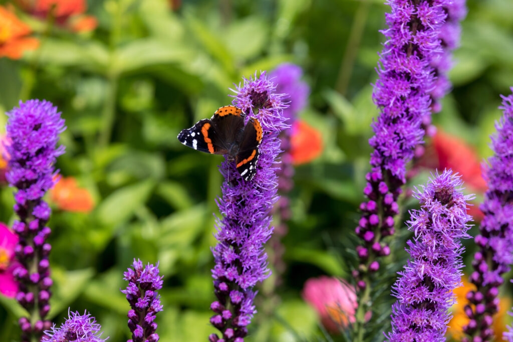 Red Admiral butterfly on Liatris spicata flower.