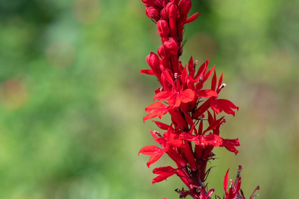 Bright red Lobelis cardinalis, Cardinal flower close up with a green background.