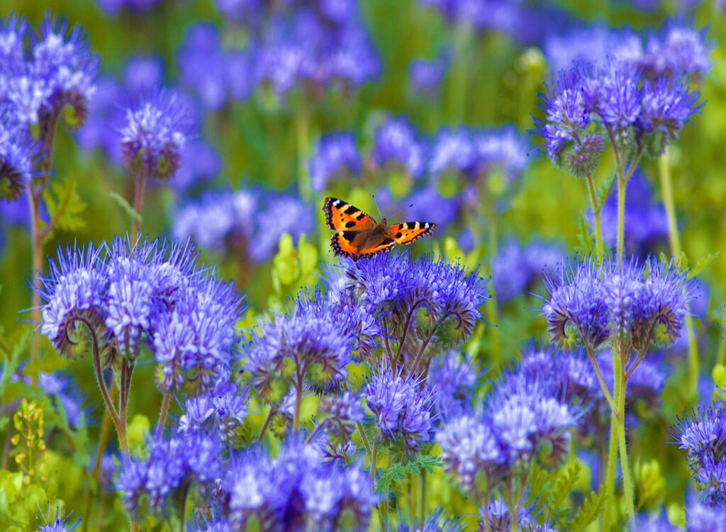 Purple Phacelia tanacetifolia in a field with a butterfly.