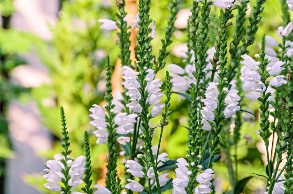 Physostegia virginiana, obient plant white spiky flowers.