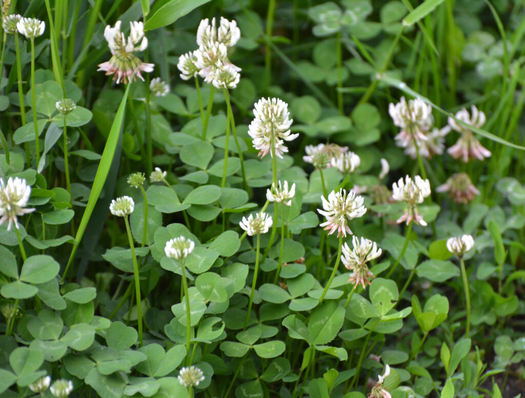 Trifolium repens, shite clover blooming in a field.