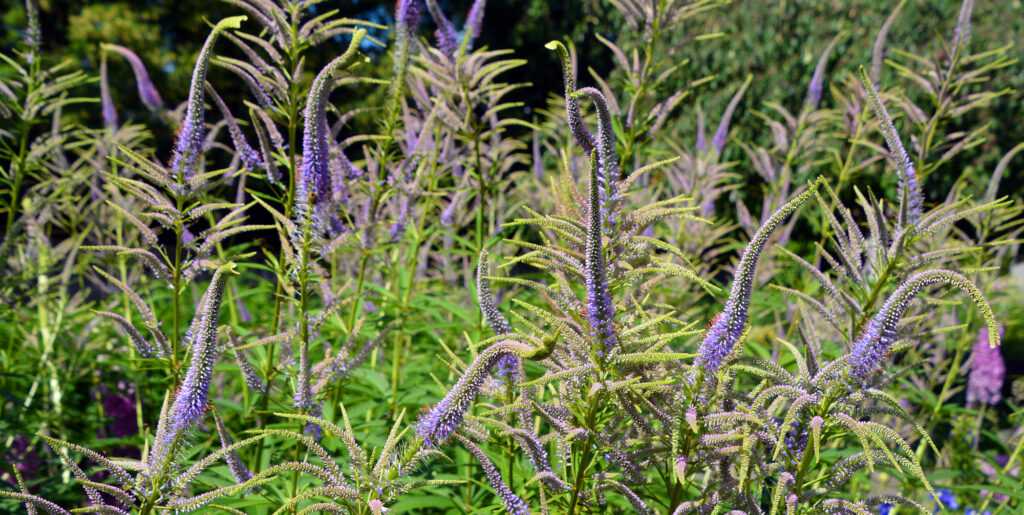 Veronicastrum virginicum, Culver's root purple spiky flowers.