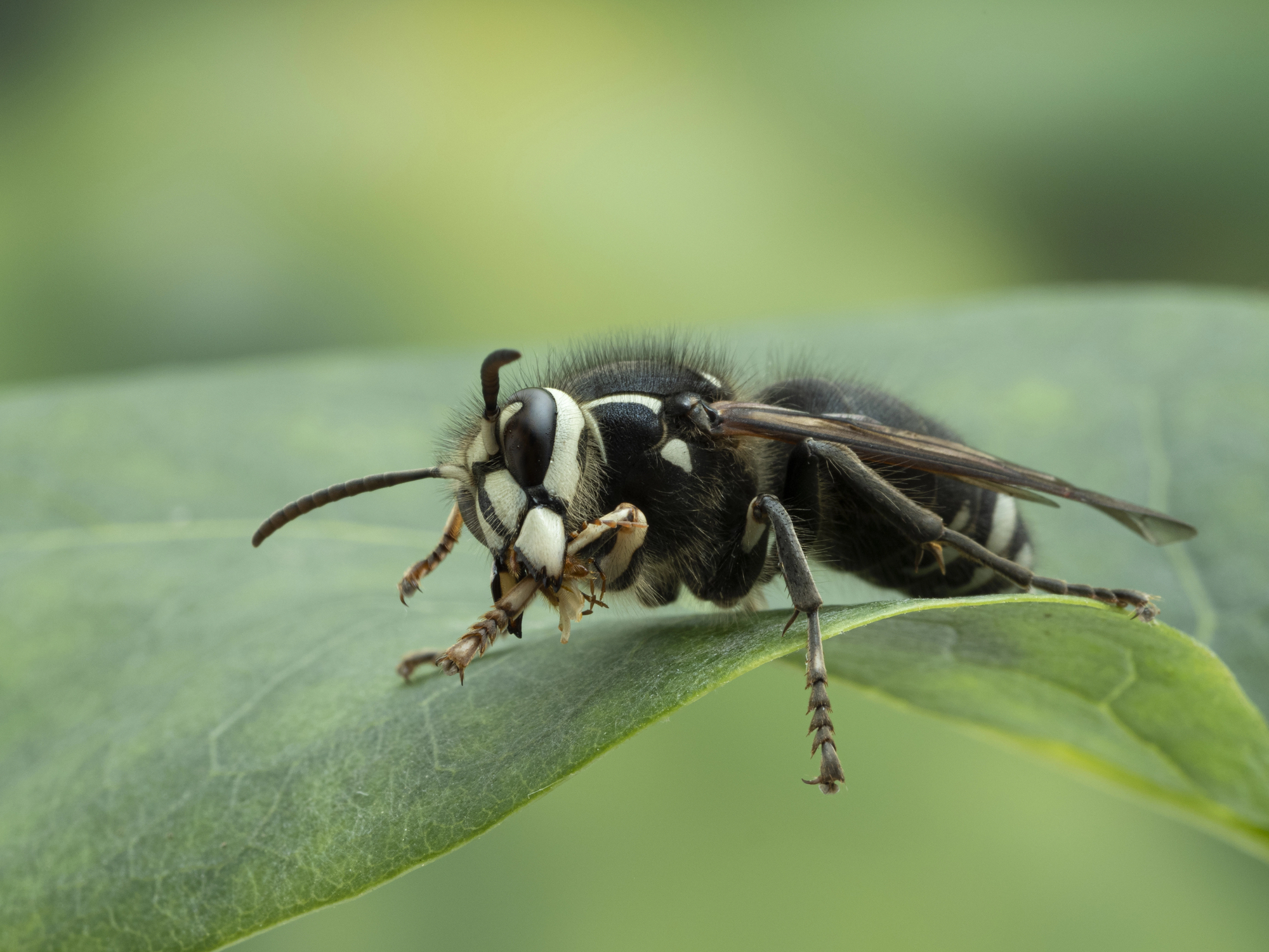 Bald-faced hornet on a leaf.