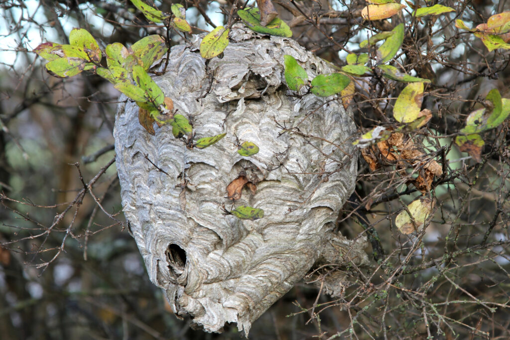 Bald--faced hornet nest.