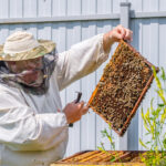 Beekeeper in a suit holding a frame.