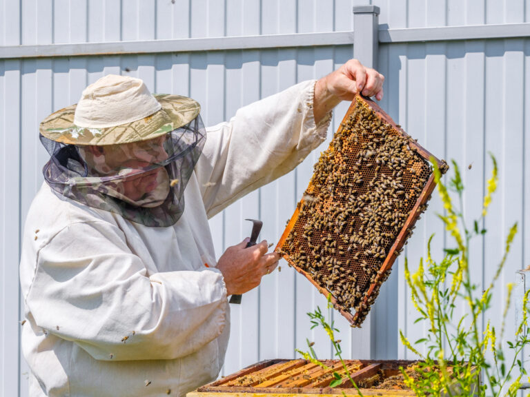 Beekeeper in a suit holding a frame.