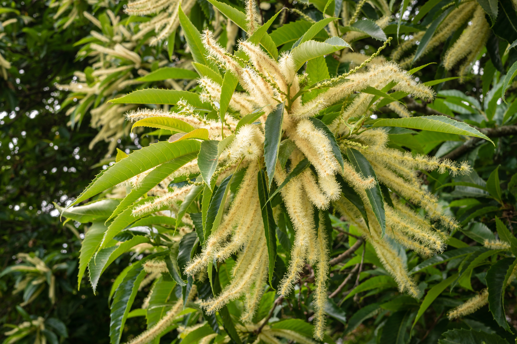 Chestnut tree in bloom.