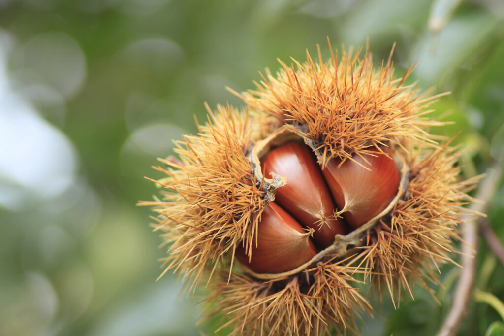Ripe chestnuts in splitting burr.