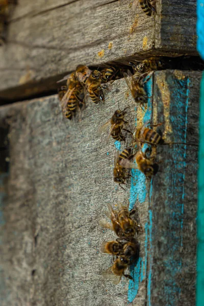 Group of bees near a beehive, in flight. Wooden beehive and bees.