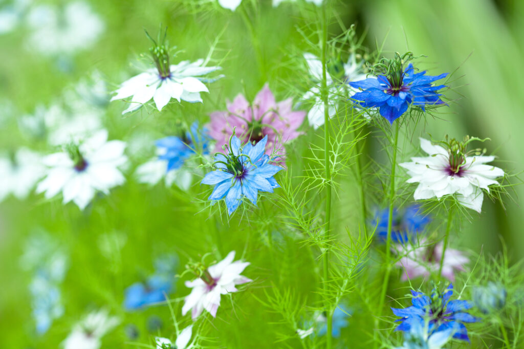 Field of different colored Nigella damasccena in bloom.