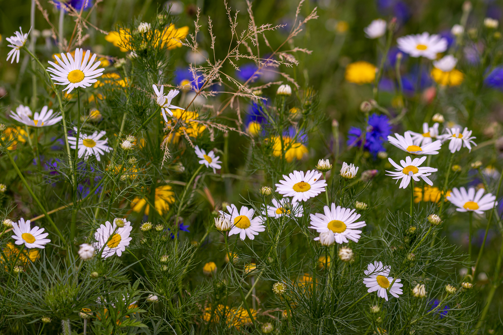 Wildflower meadow with white, yellow and blue flowers.
