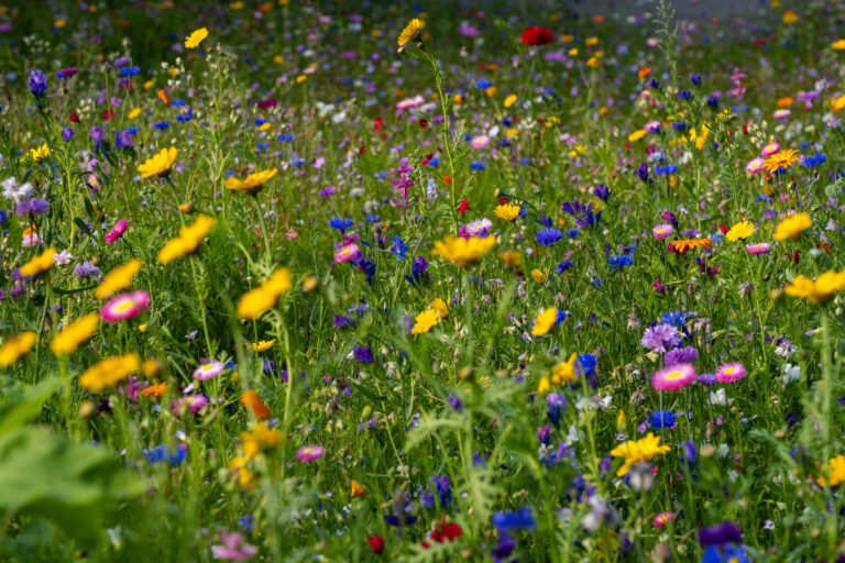 Colorful wildflowers in a meadow.
