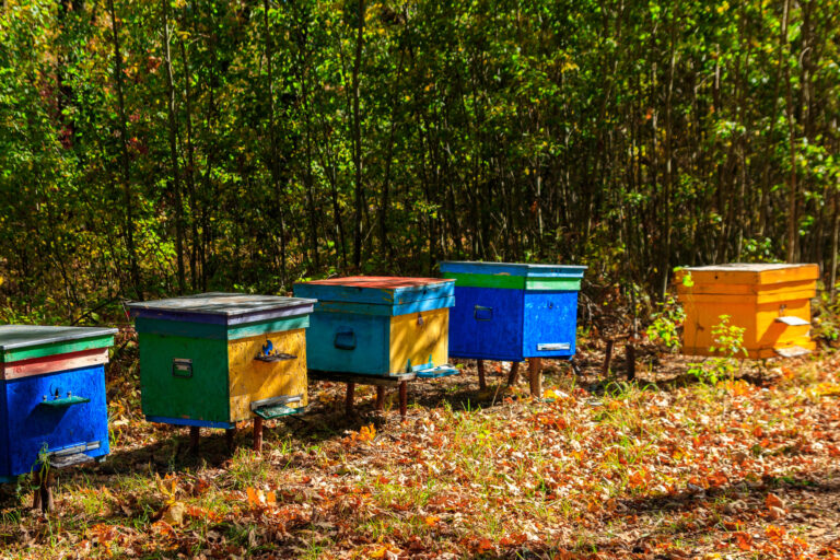 Colorful beehives with fallen leaves.