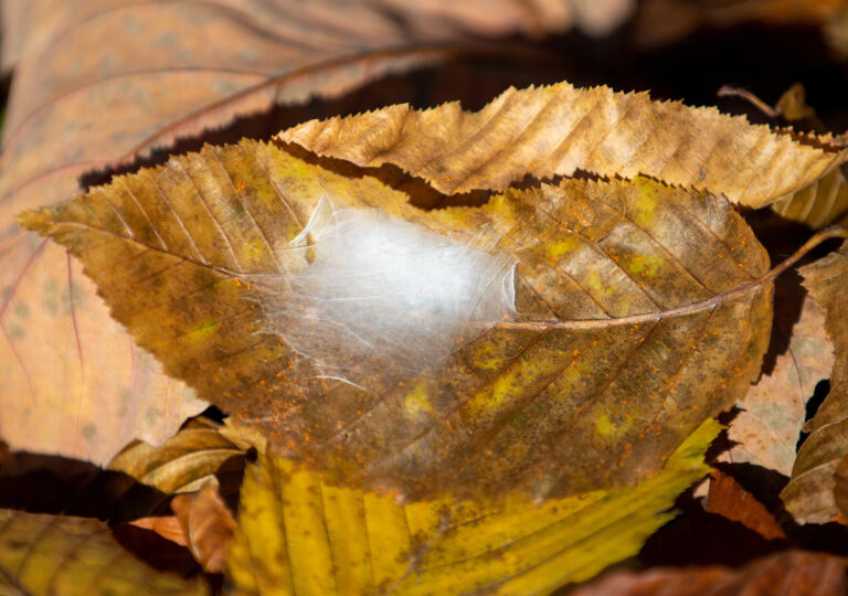 Caccoon on a fallen leaf in the Autumn.