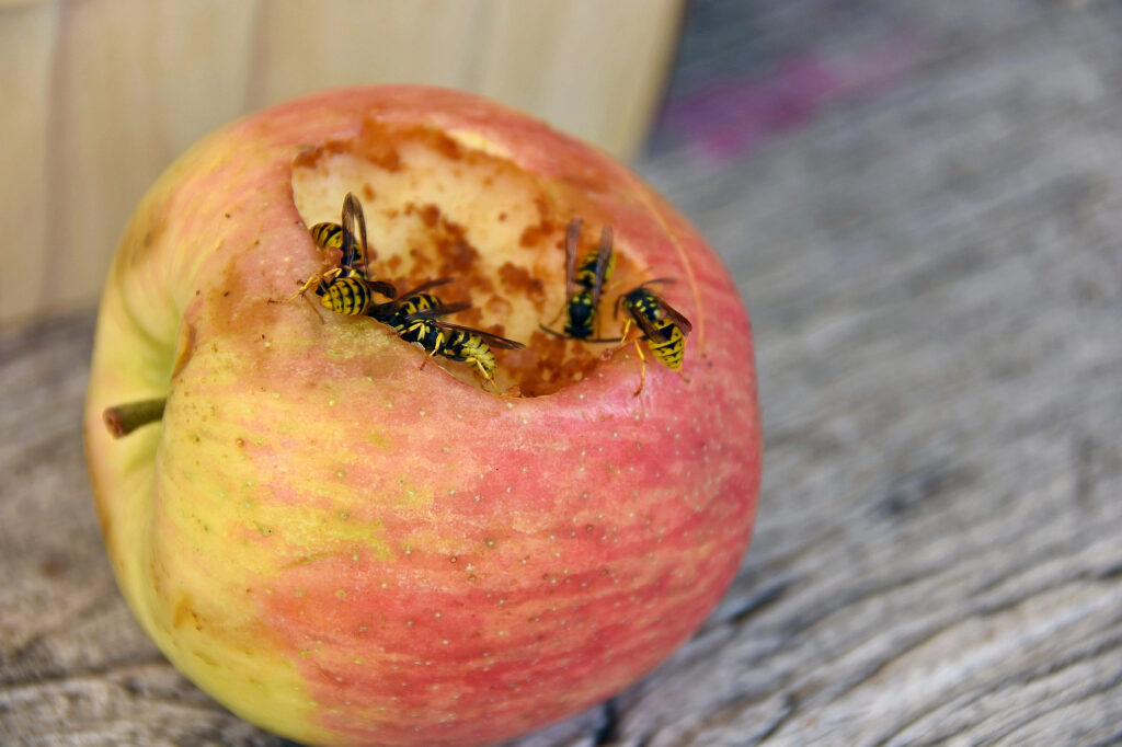 Wasps on a rotting apple.