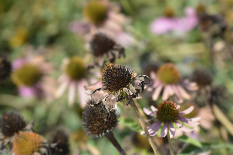 Echinacea seedheads.