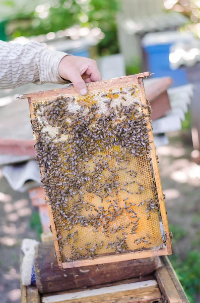 Honeybees on a honeycomb frame