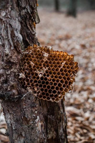 Swarm of bees in a beehive