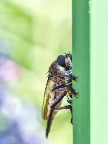 Large Bald Faced Hornet resting on a green metal railing on a hot Summer day in Overland Park Kansas.