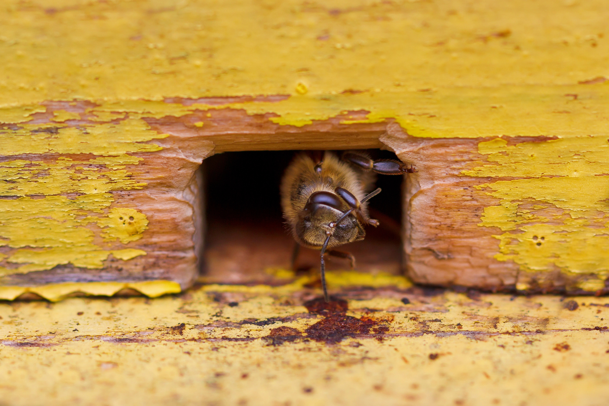 Drone bees at the entrance of a hive.
