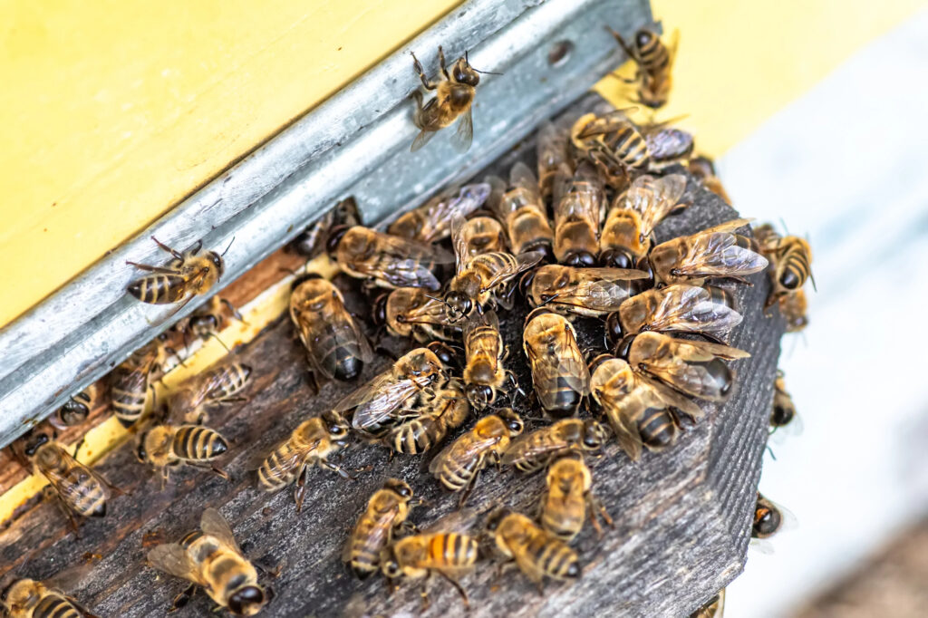 Worker honeybees expelling drones from the hive entrance during fall cleanup.