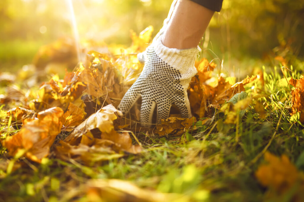 Man's gloved hand picking up a pile of fall leaves.