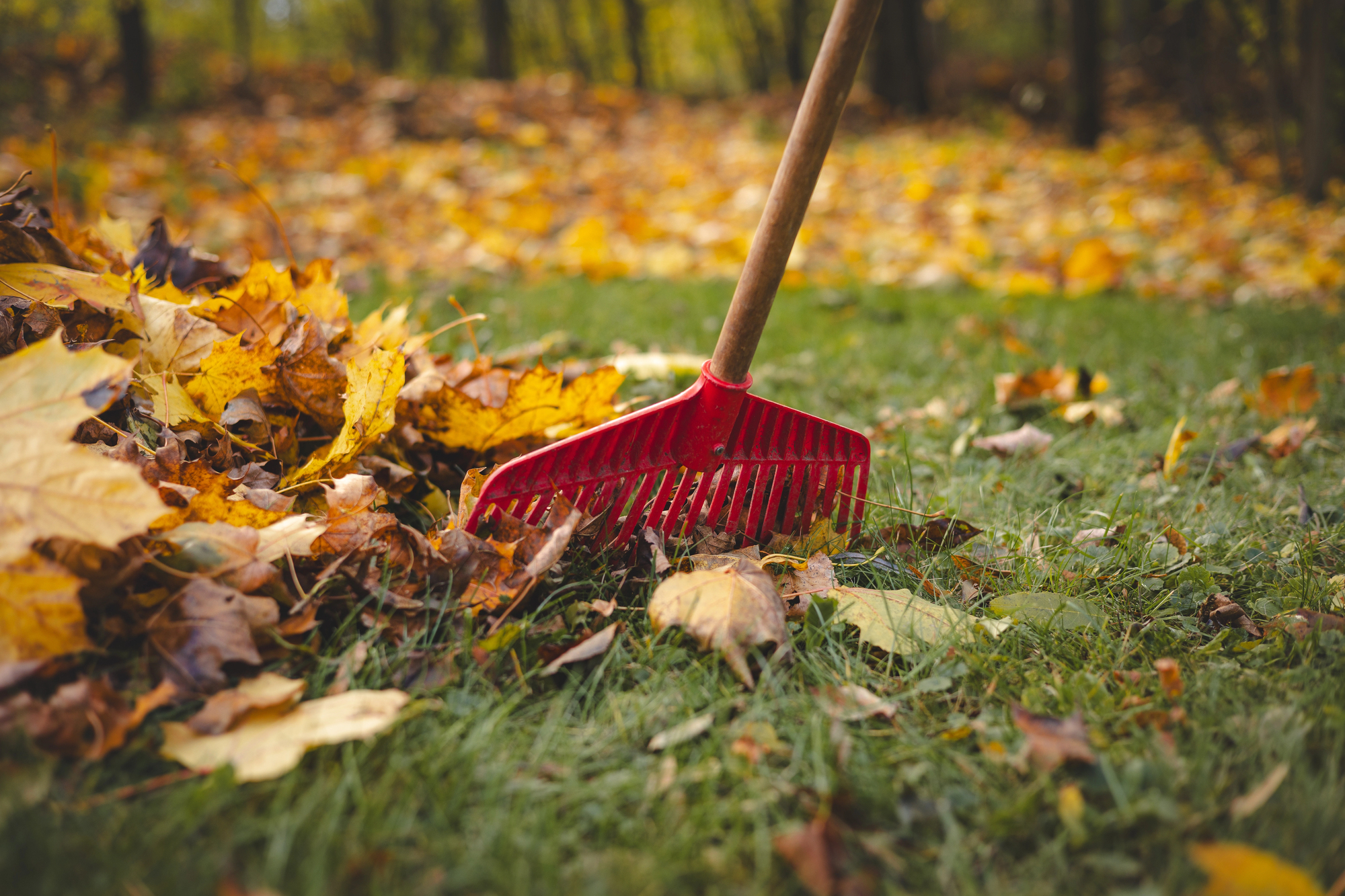 Red rake raking leaves in a lawn.