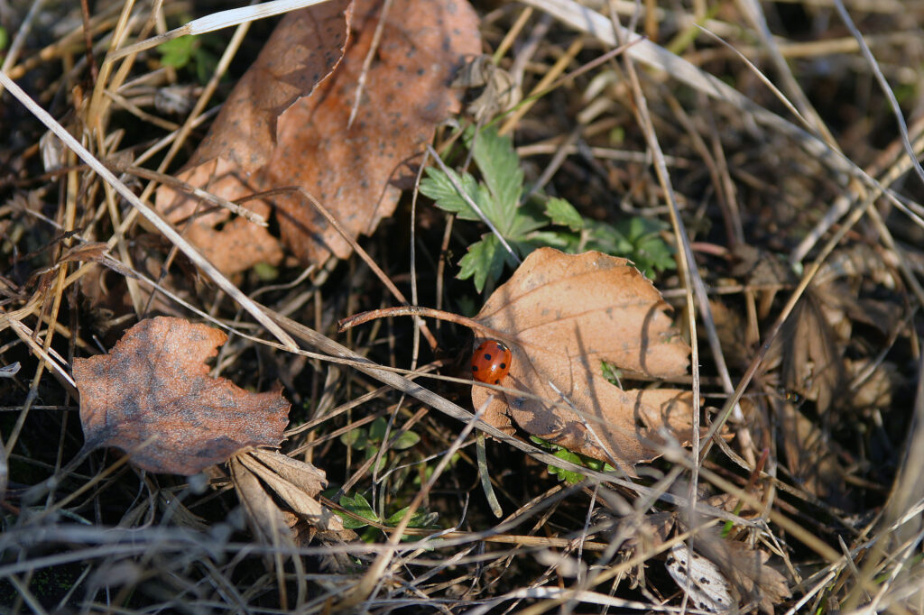 Ladybug living in fallen leaves.