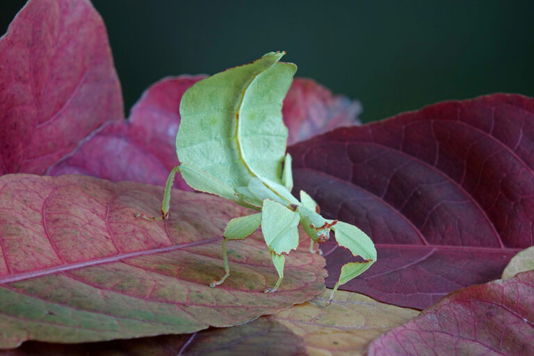 Leaf insect on red fall leaves.