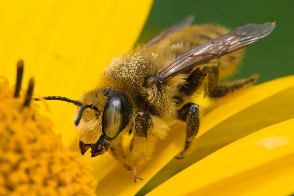 Leafcutter bee on a yellow flower.