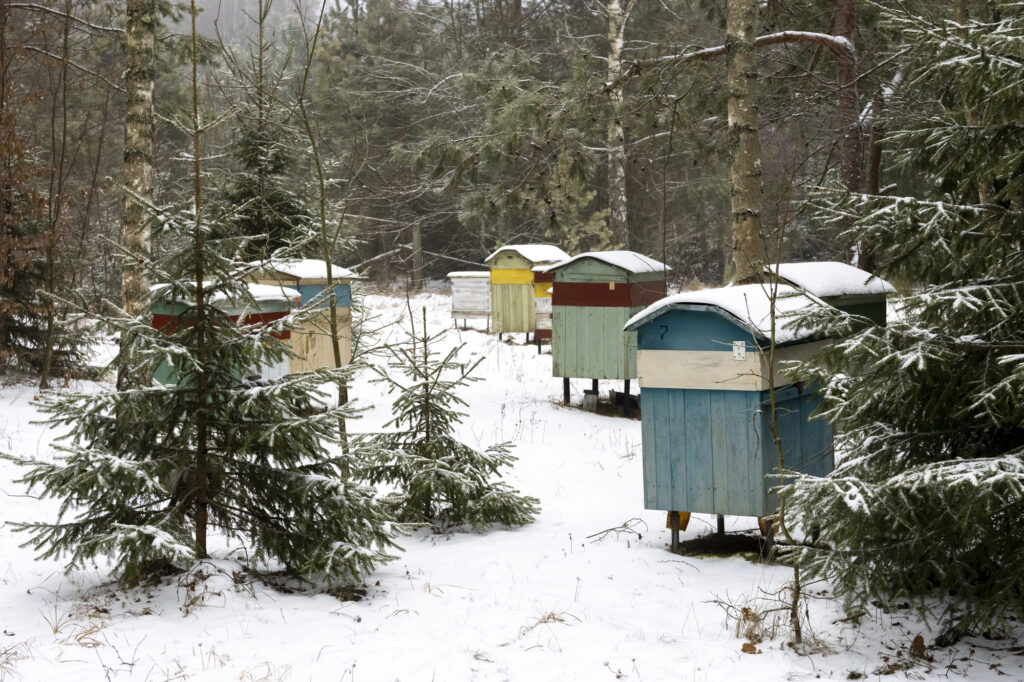 Beehives in the winter.