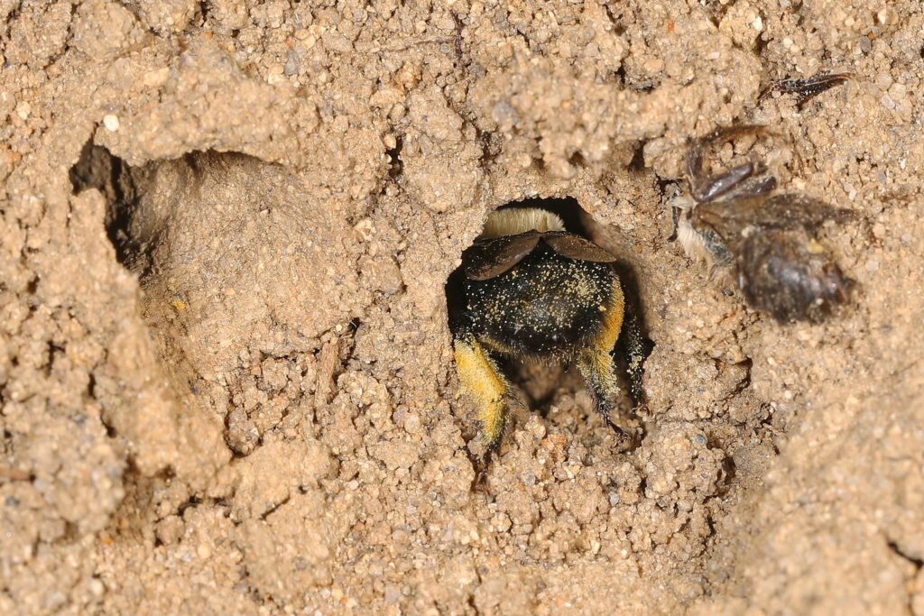 Chimney bee crawling into nest.