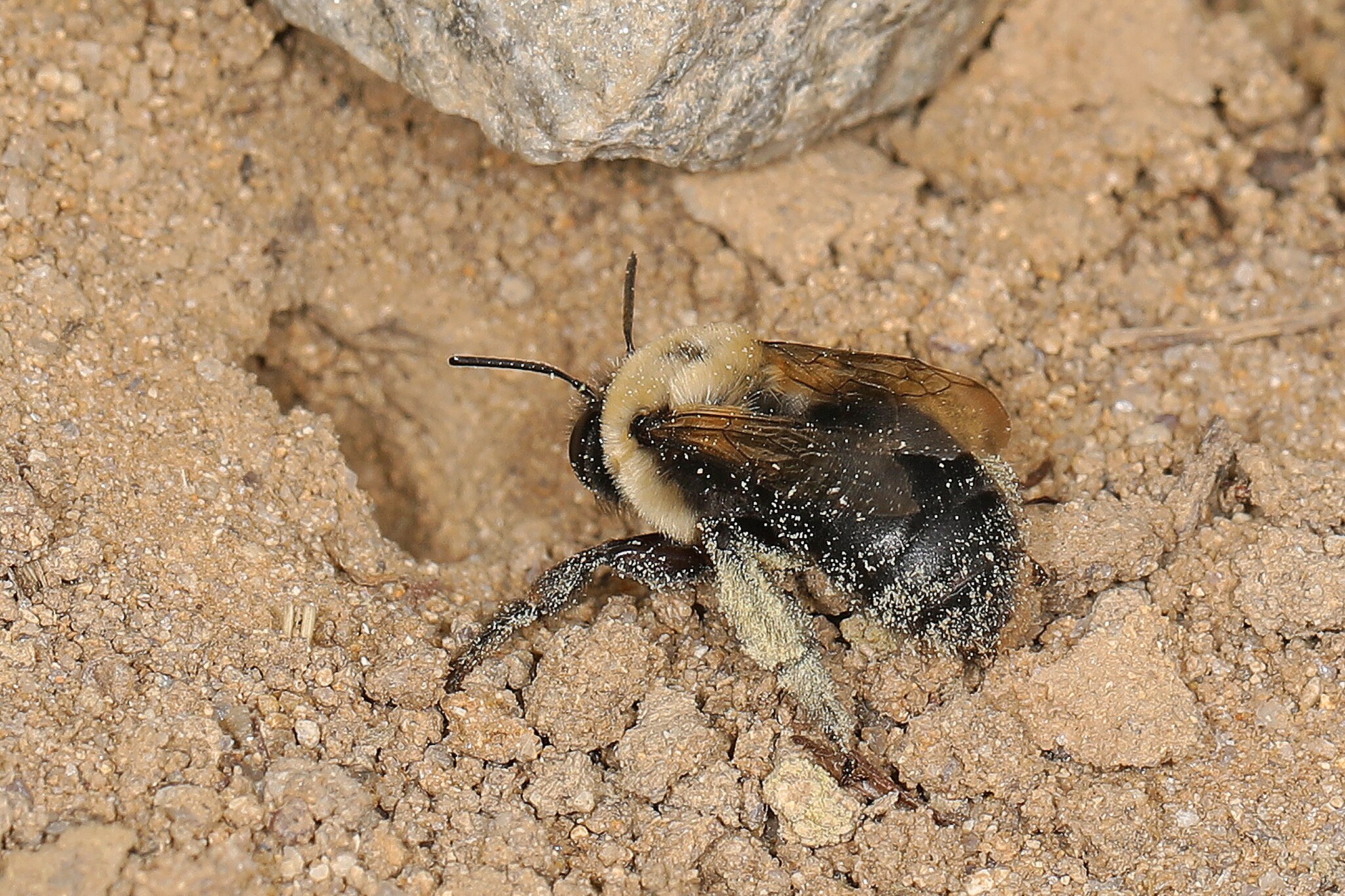 Chimney bee on soil digging a hole.