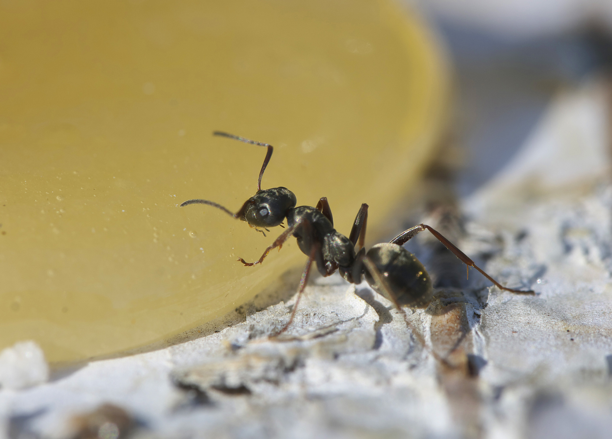 Black ant eating honey.