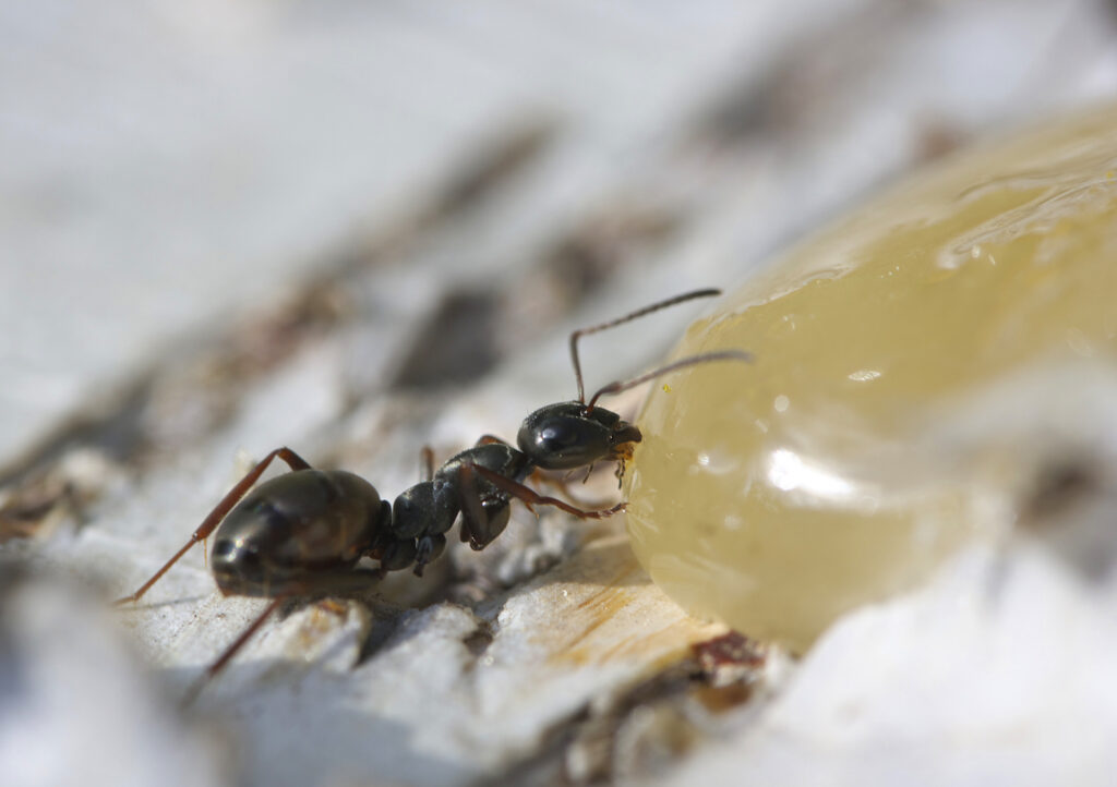 Ant eating honey.