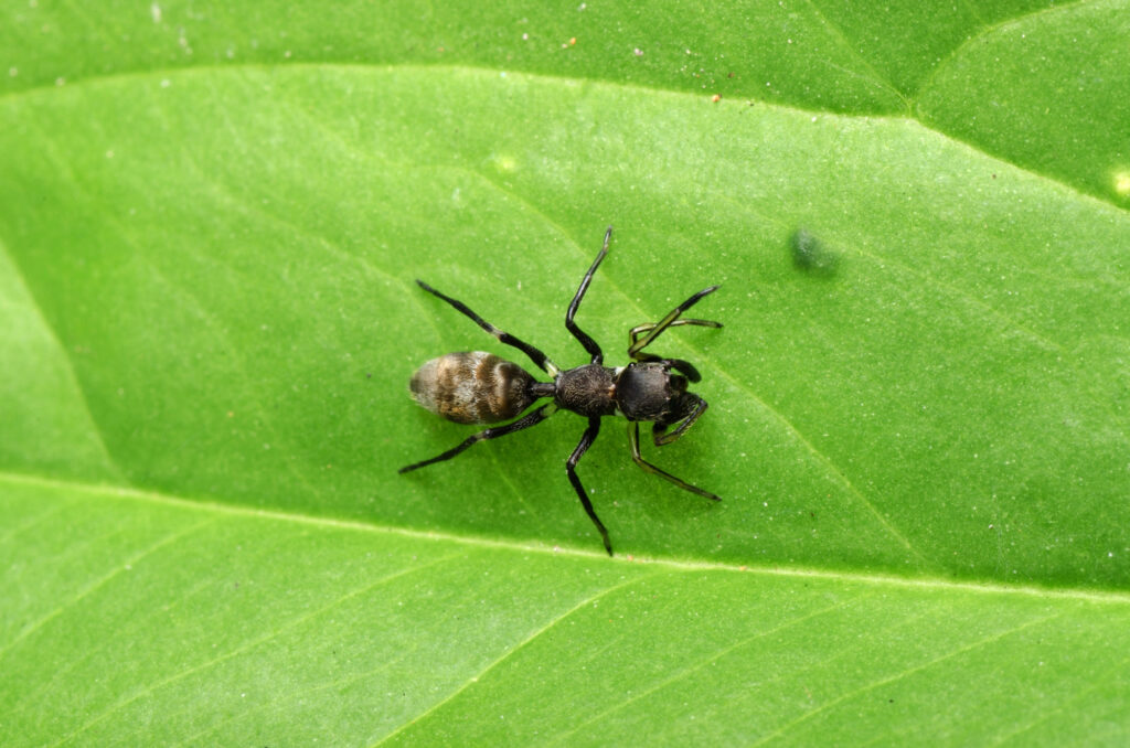 Ant mimic spider on a leaf.