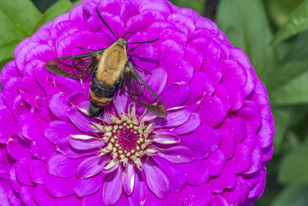 Clearwing moth on a zinnia flower.