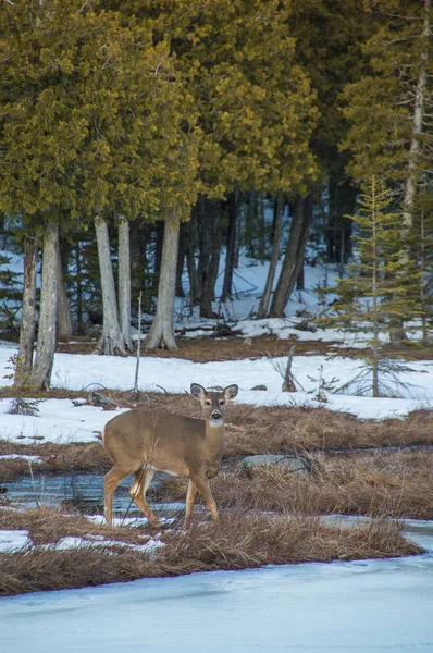 White tail deer looking at the camera by cedar trees