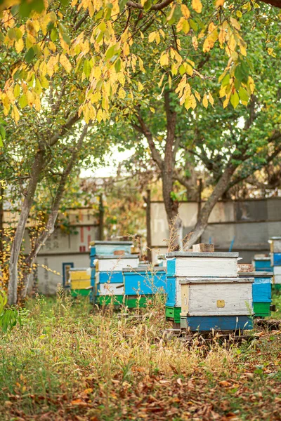 Apiary with wooden old beehives in fall