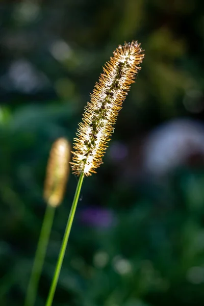 Weed Tail Similar to Wheat Gone to Seed