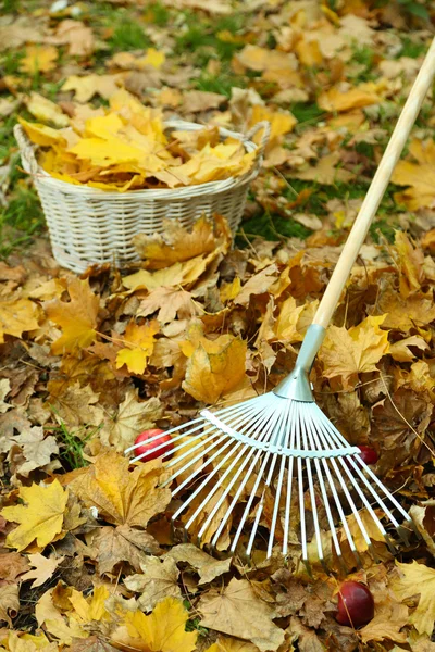 Cleaning of autumn leaves on a green lawn.