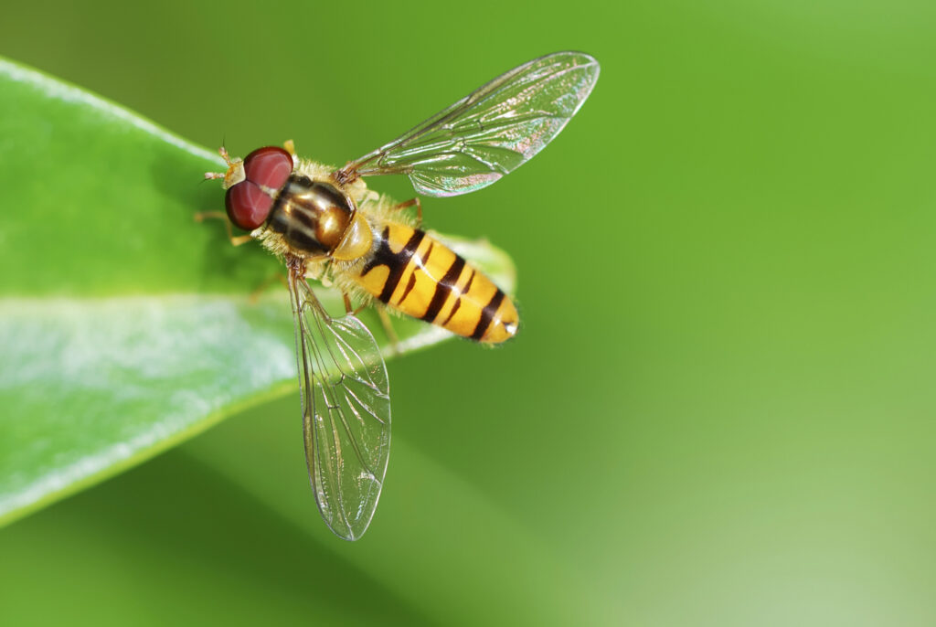 Hovefly on a leaf.