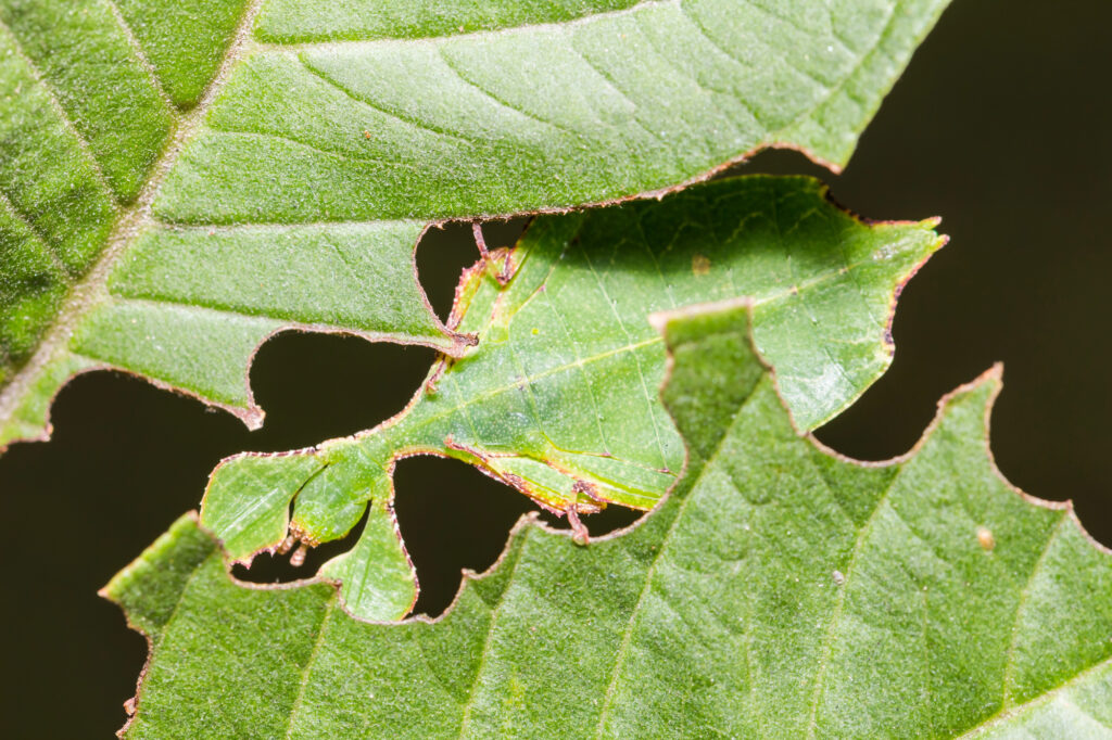 Leat insect in between oak leaves.