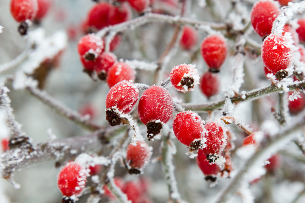 Close up of frozen rose hips.