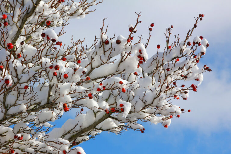 Rose hips in the snow.